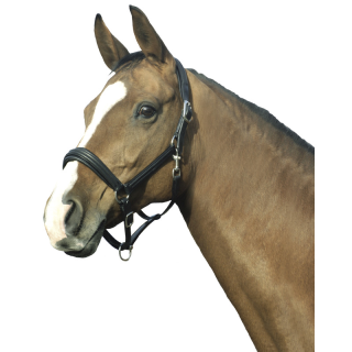 Licol boston natural line