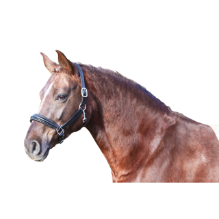 Licol cuir nancy euro club